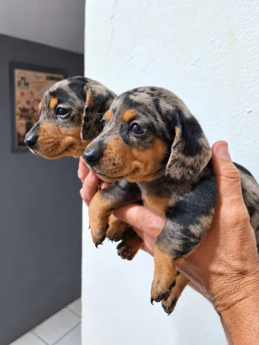 Dachshund filhotes