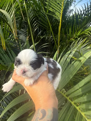 Shihtzu fêmea tricolor
