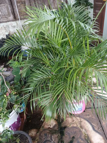 Vende plantas palmeiras 