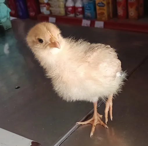 Pintos da raça pesadão vermelha