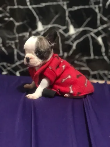 Ultimas unidades de Bulldog francês