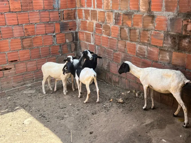 Ovelha e borrego 