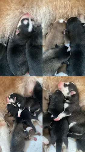 Filhote de Huski siberiano 