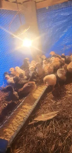 Pintinhos diversas raças