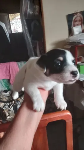 Vendo filhote de pinscher padrao n1 fêmea