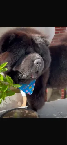 Chow Chow