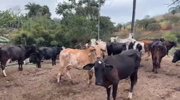 10 Vacas Amojando Próxima a Criar Gado de Leite Vaca Leiteira