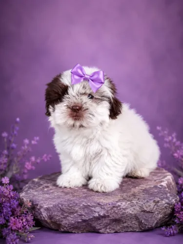 Lindíssima Shih tzu fêmea chocolate olhos claros