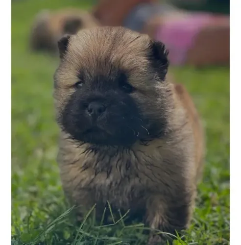 Filhotes de Chow Chow | Carinho para toda a família!