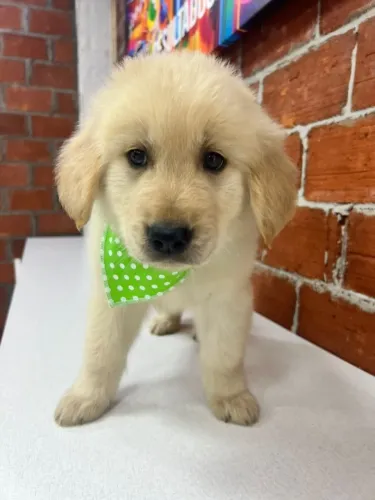 golden retriever com vacina