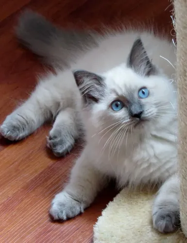 Fofura Ragdoll