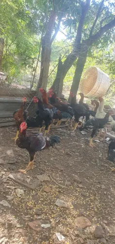 Vende frango caipira