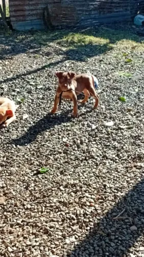 Fêmeas vacinação em dia