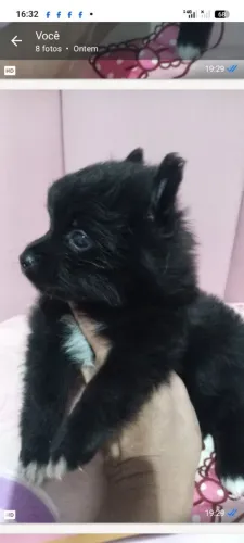 Spitz 