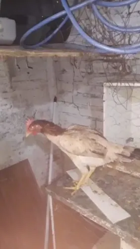 Vendo uma galinha bode de raça meu marido trouxe de Fortaleza o galo já vendi e grande