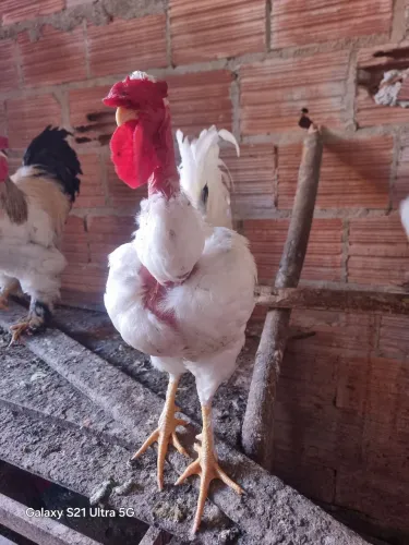 Vendo 3 patos e 1 galo pescoço pelado