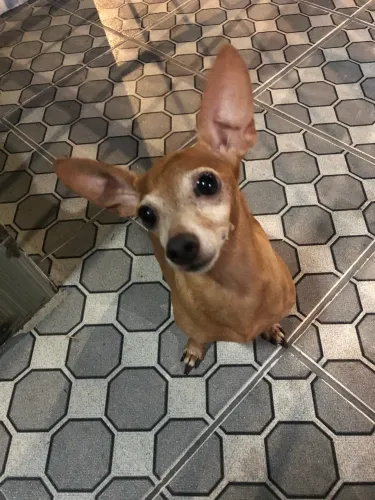 Doação pinscher
