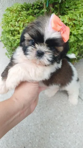 Shihtzu  fêmea pelagem Mogno