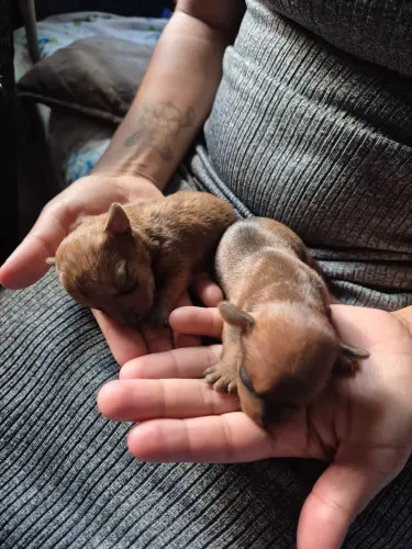 PINSCHER 0