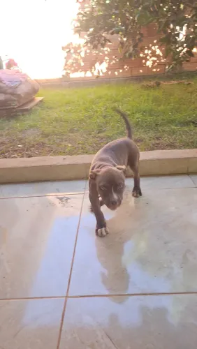 Filhote de Pit Bull 