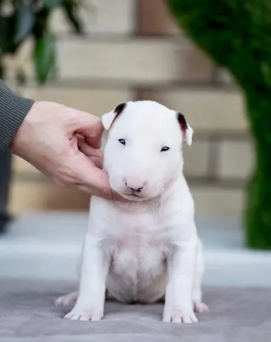 Bull Terrier Amor que se molda ao cotidiano