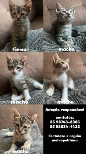 Gatinhos