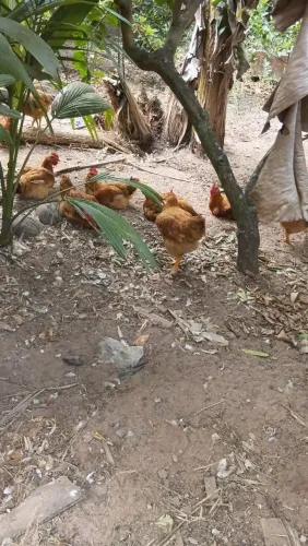 Frangos caipira