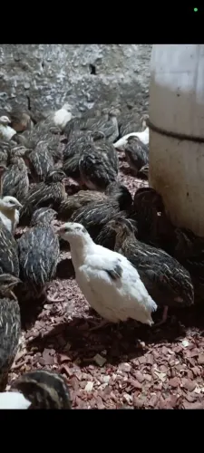 Codorna gigante a melhor genética de Nossa Senhora do Socorro
