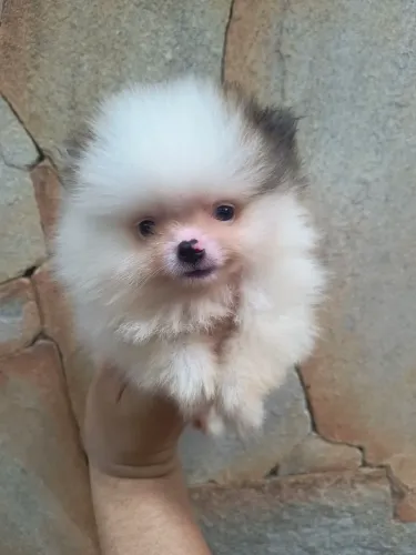 Spitz alemão macho 
