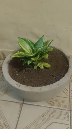 Linda espadinha amarela R$20,00