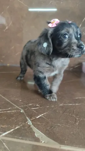 Dachshund pelo longo femea