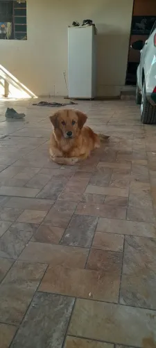 Vende-se um cachorro Gold restri