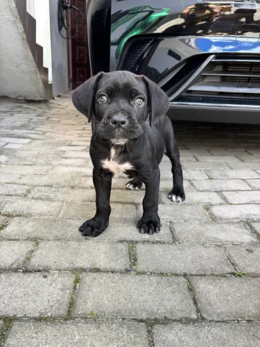 Filhote Cane Corso