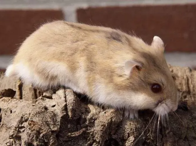 Hamster Anao | BLUE Argente
