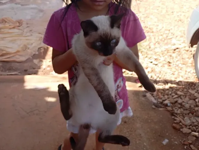 doação de gato dos olhos azuis