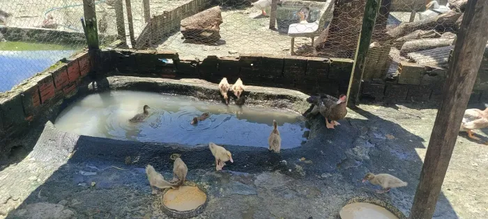 Patinhos disponíveis 
