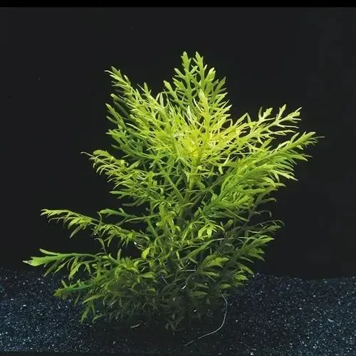 Muda de planta aquática - Sinemá (Hygrophila difformis)