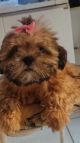 Cachorro shitzu 