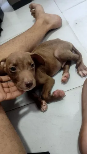 Pitbull filhotes puro