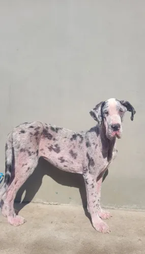 Doa-se Dogue Alemão