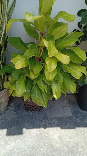 Planta ornamental