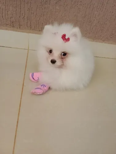 Spitz alemão Anã, Branca com pedigree e Vacina em 10x no Cartão.