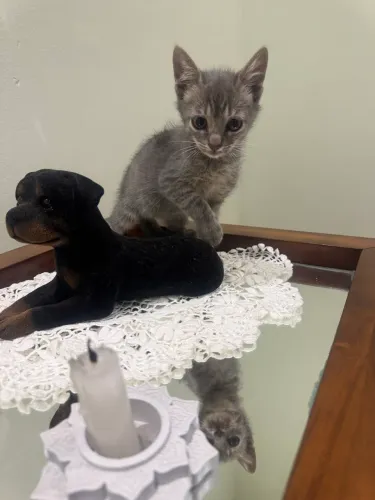 Gatinhos para adoção