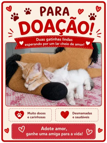 Gatinhas para adoção 