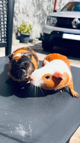 Vendo Casal De Porquinho Da Índia.