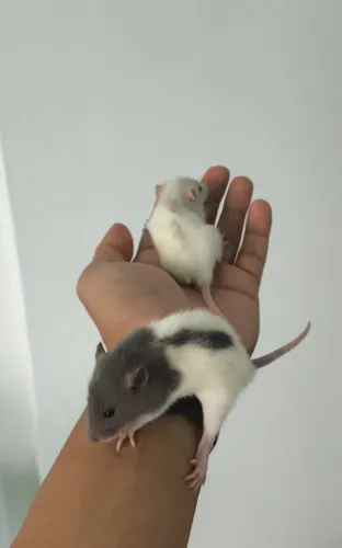 Ratos (machos e fêmeas)