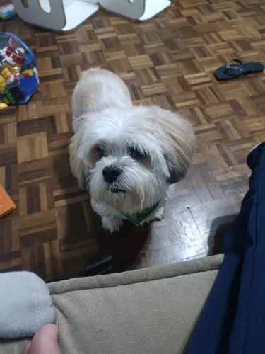 Adoção Responsável: Lhasa Apso Macho (10 anos - Luki) - Castrado, de apartamento