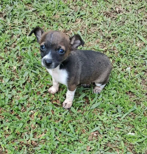 Cachorro