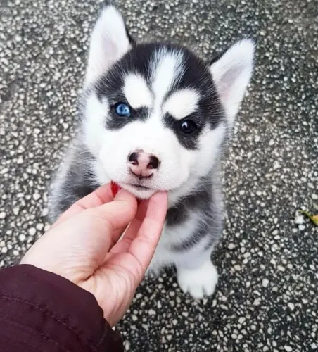 Filhotes de Husky Siberiano | Amor que muda tudo.