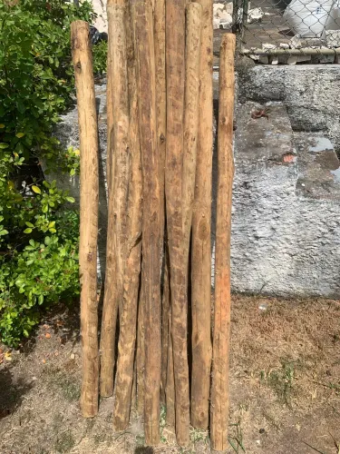 eucalipto tratado